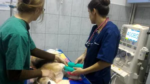 GALERIE FOTO Premieră în Transilvania: Animalele diagnosticate cu insuficienţă renală pot face dializă la Cluj 