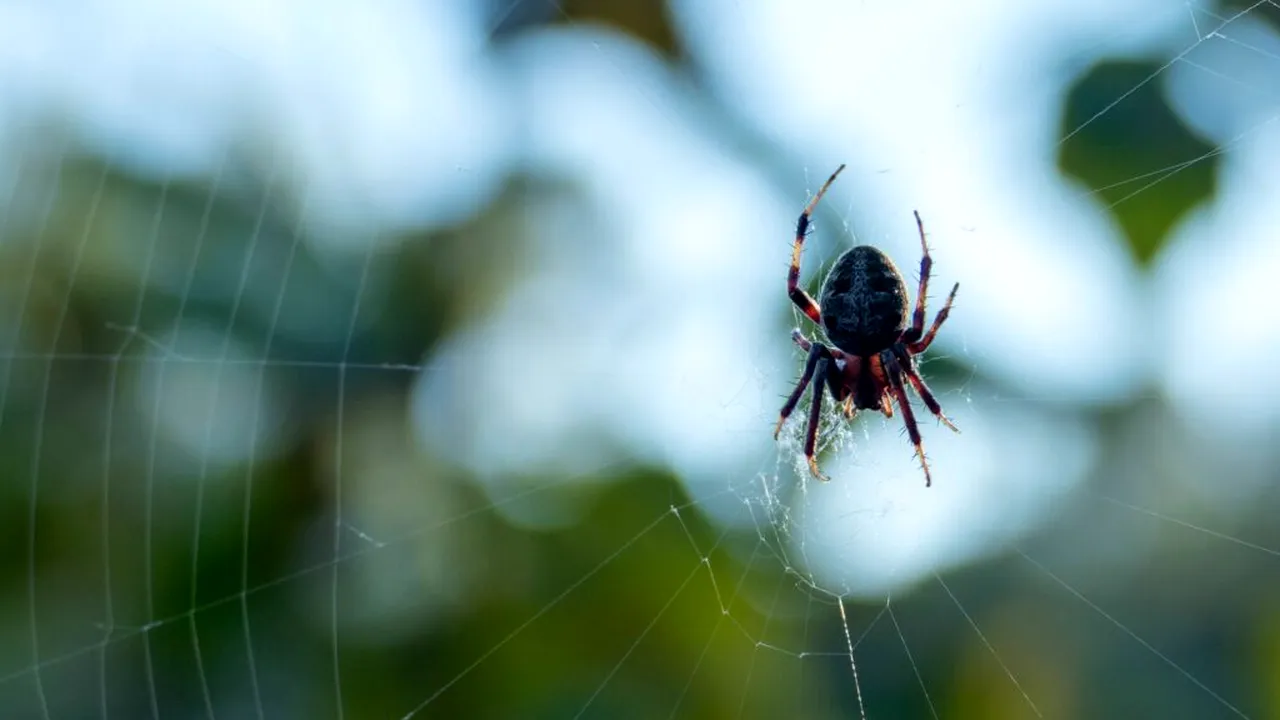 Păianjenul care aleargă mai repede decât un om. Specia campioană vine din Australia