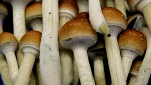 ''Ciupercile magice'', remediu foarte bun împotriva depresiei severe