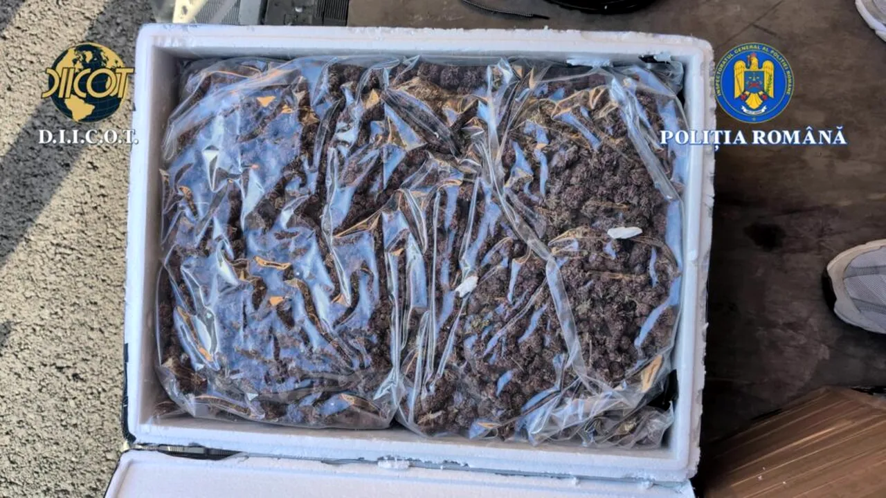 Captură mare de canabis în prima zi a anului în Iași. Doi bărbați, prinși în flagrant