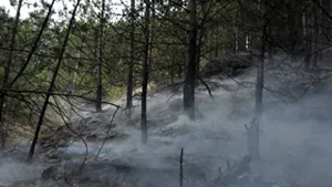 Peste cinci hectare de pădure de conifere Piatra Craiului, arse într-un incendiu