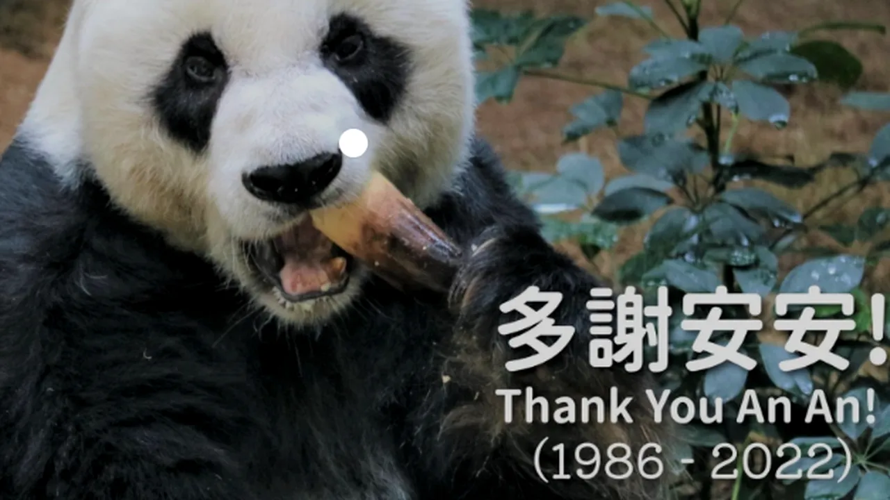 An An, cel mai bătrân panda uriaş mascul din lume, a murit la vârsta de 35 de ani, echivalentul a 105 ani pentru oameni