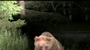 Doi ciobani au fost atacaţi de un urs, în Munţii Făgăraşului - VIDEO