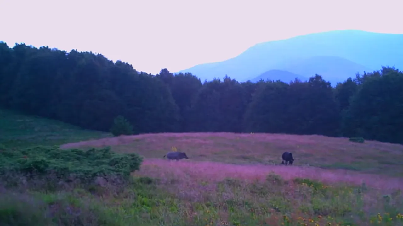 O cameră montată în pădure a filmat întâlnirea dintre un urs şi un mistreţ
