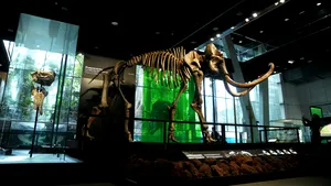ADN de mamut lânos, descoperit în excremente fosilizate de veveriță vechi de până la 700.000 de ani