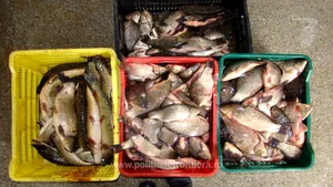Peste jumătate de tonă de peşte, confiscată de poliţiştii de frontieră din Sulina | FOTO