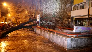 Pagube provocate de polei şi vânt în Capitală: 49 de maşini avariate şi 90 de copaci, doborâţi pe carosabil/ Tramvai prins între doi copaci căzuţi | FOTO