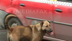 Viceprimarul Capitalei, despre copilul omorât de câini: Vinovat este cel care are spaţiul privat