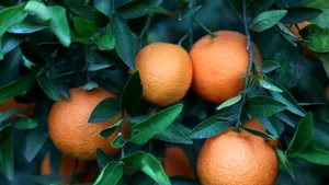 Câte mandarine trebuie să mănânci pe zi pentru a acoperi necesarul de vitamina C