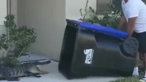 Cum poţi captura eficient un crocodil dacă ai curaj? Video viral