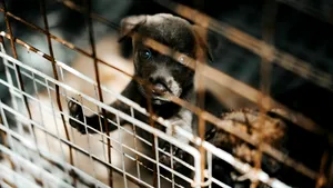 Sute de animale de companie, salvate din incendiul din Atena, așteaptă să-și reîntâlnească stăpânii
