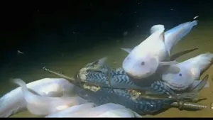 Cum arată viaţa dincolo de abisul marin. Filmare inedită la peste 6.000 de metri adâncime în Oceanul Indian