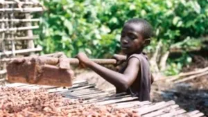 Preţul uman al ciocolatei. Câţi copii sunt exploataţi pe plantaţiile de cacao