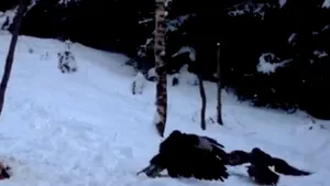 Imagini rare cu doi ulii şorecari care îşi dispută hrana, surprinse în Vrancea | VIDEO