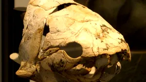 Peştii, printre primele vieţuitoare care se înmulţeau prin fertilizare internă