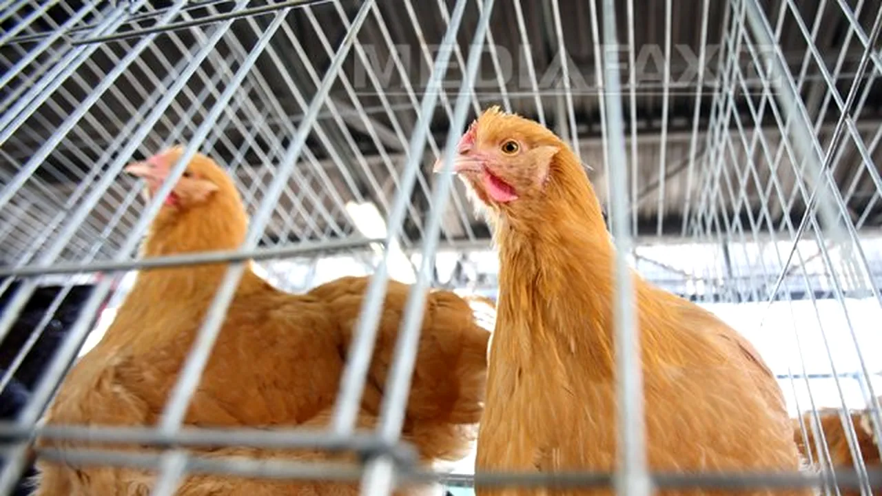 Gripa aviară s-ar putea transmite între oameni dacă se produce o mutaţie a virusului - studiu