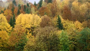 Gândul: 26.000 hectare de pădure pentru familia Sturdza