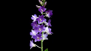 Singapore a numit o orhidee în onoarea UNESCO