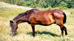 Cai de rasă, morţi de foame, într-o herghelie din Braşov
