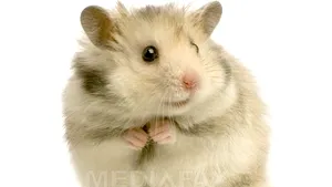 Un posibil leac împotriva calviţiei, eficient pe blana şoarecilor