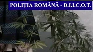 Şapte persoane acuzate de cultivare şi distribuire de droguri, audiate la DIICOT Caraş-Severin - VIDEO