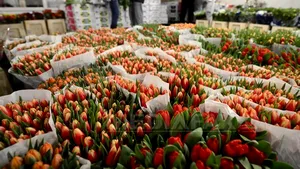 Aproape 1.000 de sancţiuni, date comercianţilor de flori la controalele Poliţiei înainte de Mărţişor