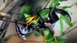 Cea mai mică reptilă zburătoare de pe planetă, prezentată la Rio de Janeiro