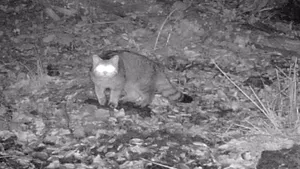 VIDEO Privirea „laser” a unei pisici sălbatice, surprinsă noaptea, într-o pădure din România