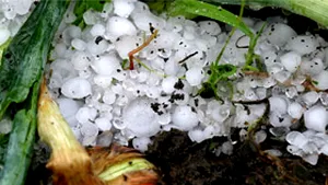 Acoperişuri şi culturi agricole distruse de grindină în Harghita