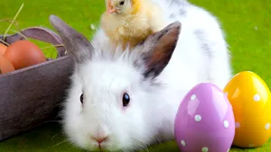 VIDEO Iepuraşul de Paşte vine în 2020 pregătit de pandemie!