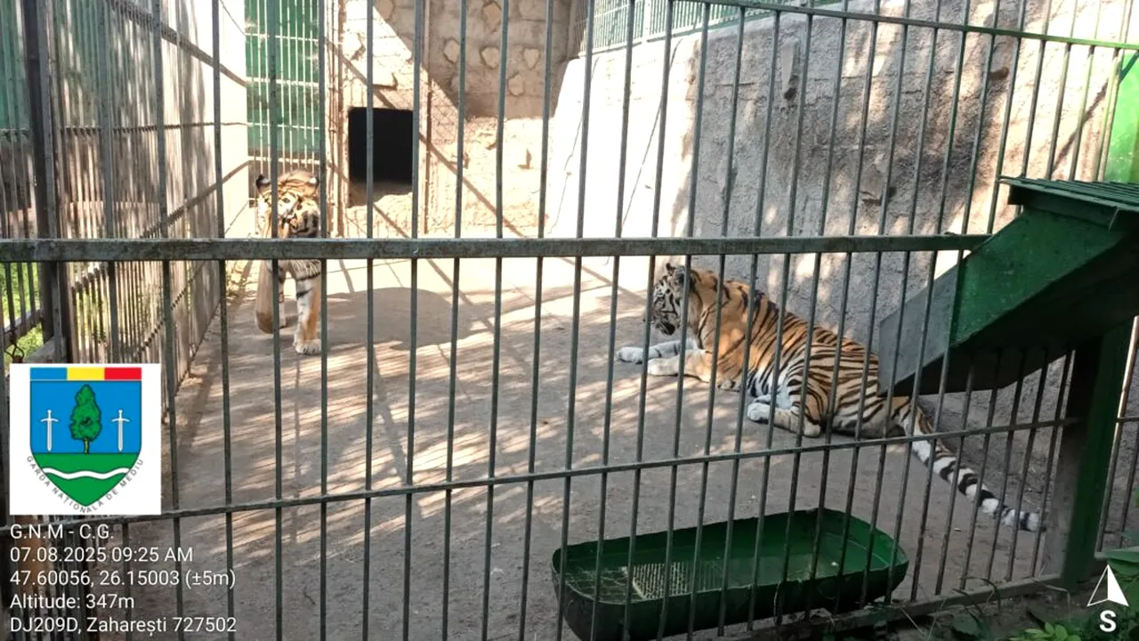 Proprietarul menajeriei din Zăhărești, unde doi copii au fost răniți de animale, riscă dosar penal