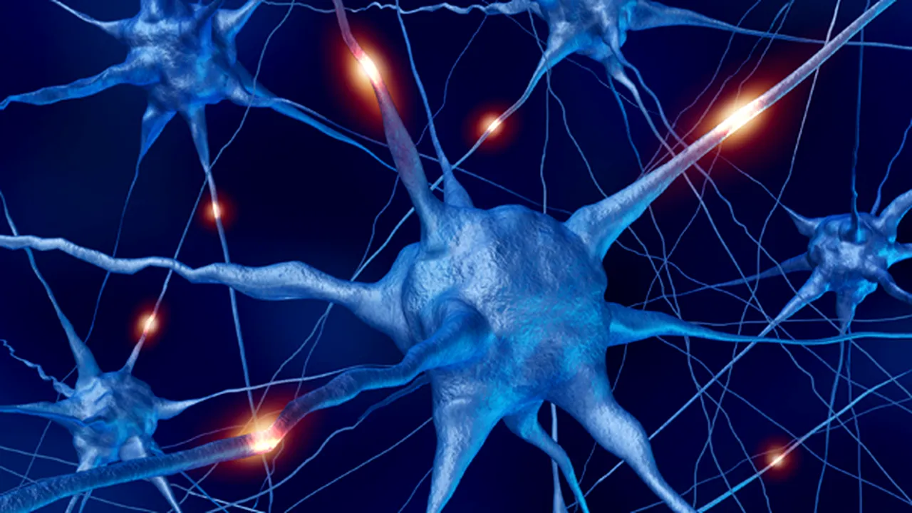 Neuroni funcţionali, creaţi din celule sangvine provenind din cordonul ombilical