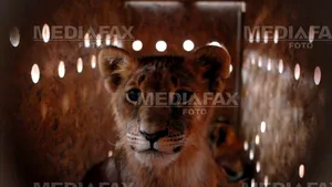 Zece lei şi un tigru din Romania au plecat spre Africa de Sud (Galerie foto)