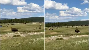 O vacanţă se putea transforma într-un coşmar pentru o femeie. A fost atacată de un bizon VIDEO