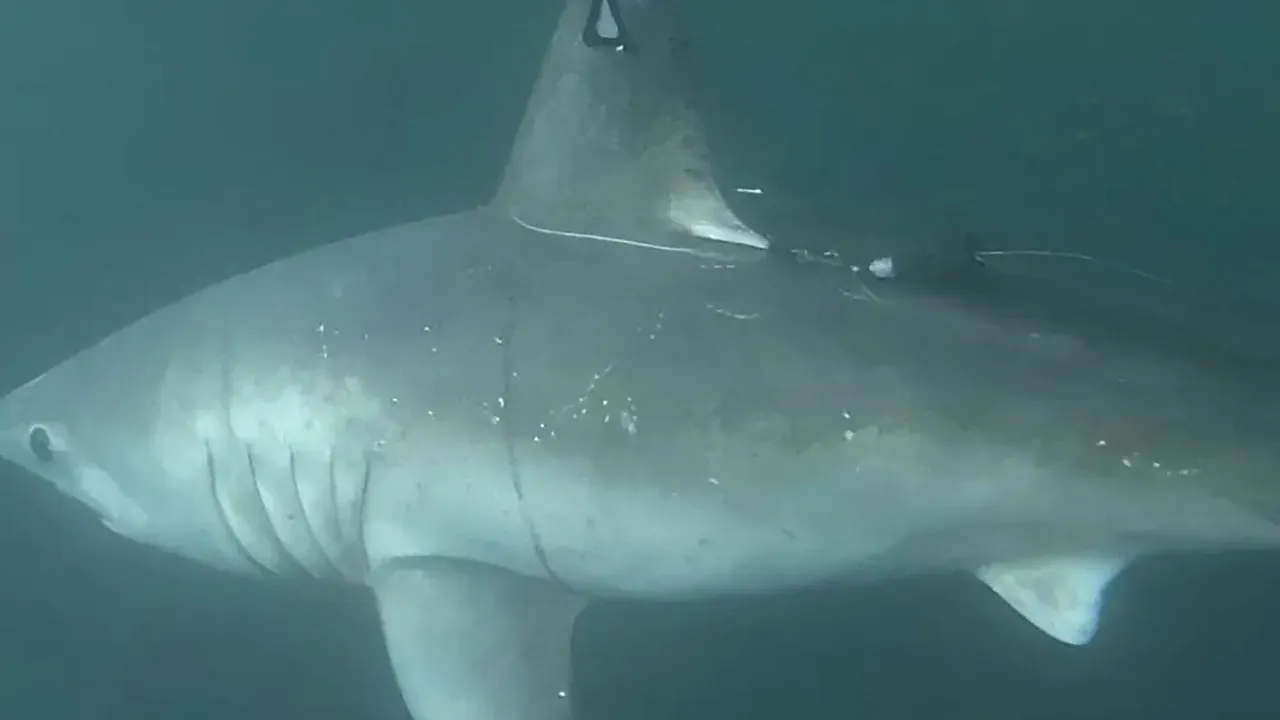 Cercetătorii descoperă cum un prădător de vârf devine pradă în ocean