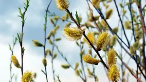 Obiceiuri şi tradiţii de Florii: Plăcinte speciale şi ramuri de mâţişori sau salcie, folosite la farmece şi la descântece