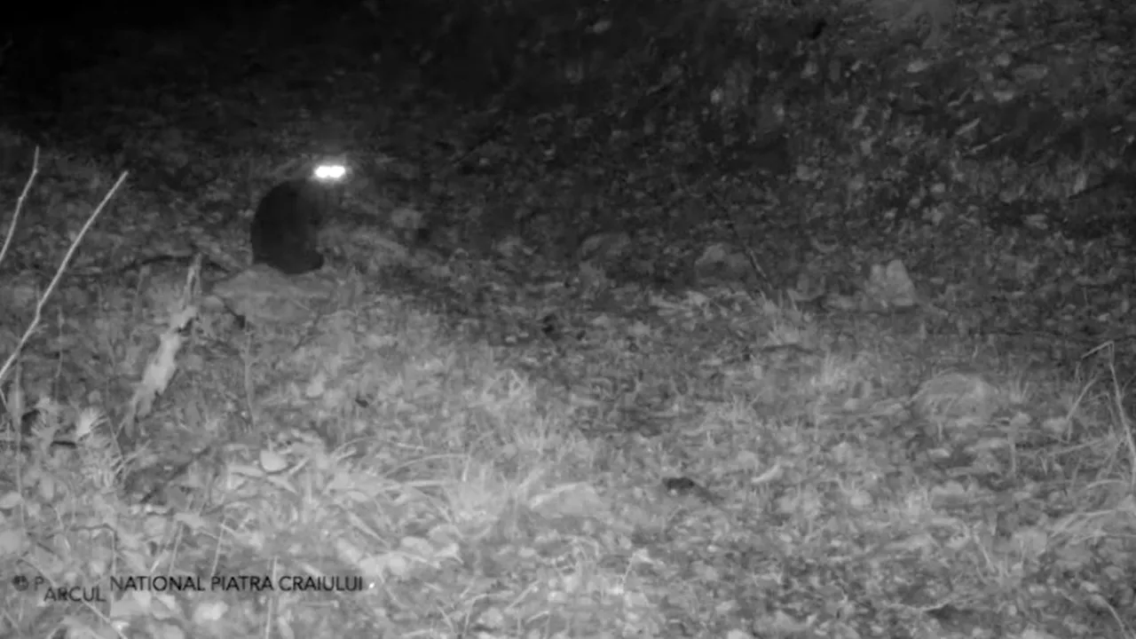 Imagini rare cu o pisică sălbatică, filmate cu o cameră de monitorizare a faunei în Braşov VIDEO