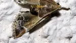 O nouă specie a fost descoperită în Grecia. Cercetătorii au numit-o după Papa Leon al XIV-lea
