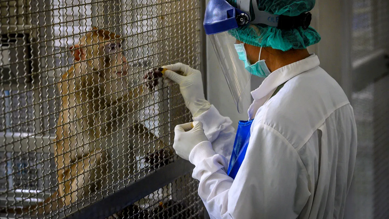 Thailanda începe testarea pe maimuţe a unui nou vaccin anti-Covid-19