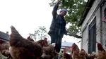 Statul brazilian afirmă că exclude prezența gripei aviare în efectivele comerciale