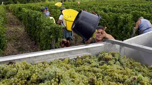 Viticultorii estimează o recoltă de calitate în Europa şi volume stabile, în ciuda secetei