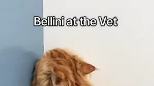 Geniul actoricesc al unui motan: Bellini, un mare artist al invizibilității
