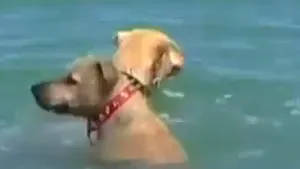 Rechini atacaţi de câini. Cum a reuşit un labrador să sperie prădătorii - VIDEO