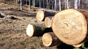 Tăierea pădurilor a fost frânată, potrivit Institutului Naţional de Statistică. În regiunea Nord-Est a României s-a recoltat cel mai mare volum de masă lemnoasă