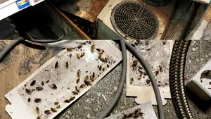 Gândaci, rugină şi produse expirate. Inspectorii ANPC vor să închidă temporar patru magazine din Capitală dintr-un lanţ cunoscut