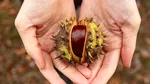 De ce țin italienii o castană sălbatică în buzunar toamna