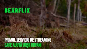 BearFlix, prima platformă de streaming unde poţi vedea ursuleţi în mediul natural