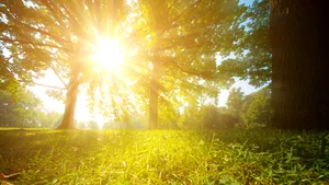 Analiza meteo a anului: A continuat tendinţa de creştere a temperaturii aerului în România / Unde s-au înregistrat cele mai ridicate temperaturi