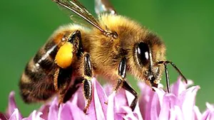 Albinele ştiu să numere până la patru