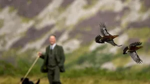 În Scoţia a început vânătoarea de potârnichi. Ce riscă nobilii britanici care încalcă regulile